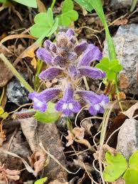 Image result for Crotalaria anthyllopsis