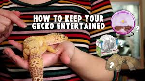 My guinea pig making his own bed: How To Have Fun With Your Leopard Gecko 14 Steps With Pictures