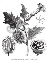 Jimsonweed Flower Drawing Engraving Illustration Drawings