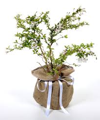 Check spelling or type a new query. Dwarf Cherry Plant For Sale Choose Your Dwarf Cherry Shrubs Now