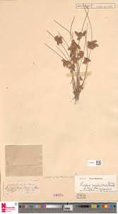 Image result for Schoenoplectiella roylei