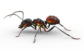 American pest control is a leader in the commercial pest control service. Long Island Ny Pest Control Nassau County Suffolk County New York Ny Ants Roaches Bed Bugs Bedbugs Rats Mice Termites Pest Control Exterminators Ants Bedbugs Cockroaches Mice Rats Fleas Ticks Centipede Millipede