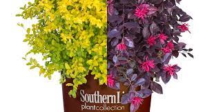 People love these plants as replacements for boxwood since they have a similar look. Plant Combinations Sunshine Ligustrum Purple Daydream Loropetalum Purple Daydream Loropetalum Plant Combinations Purple Daydream