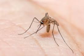 There are several types of malaria parasites, each belonging to the genus plasmodium. Malaria Causes Symptoms Treatment Live Science