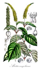 Image result for Salicaceae