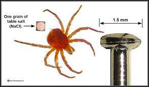 Maybe you would like to learn more about one of these? Mites
