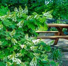 Image result for Hydrangea quercifolia