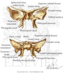 Sphenoid Bone Bones Of The Skull Sphenoid Bone Netter Medical Artwork Dental Anatomy Human Anatomy And Physiology Medical Anatomy