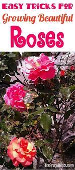 Rose Gardening Tips The Frugal Girls Best Roses Growing Roses Rose Garden Design