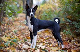 That means he's intelligent and independent, but also affectionate and alert. Basenji Dog Breed Information And Pictures Petguide