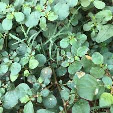 Image result for Trianthema