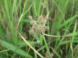 Image result for Fuirena ciliaris