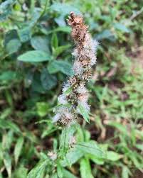 Image result for Aporrhiza