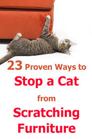 Walmart.com has been visited by 1m+ users in the past month 23 Proven Ways To Stop A Cat From Scratching Furniture Thecatsite Articles