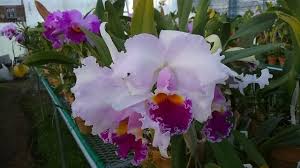 C. Leo Holguin ' Koyama ' （株No.0496）