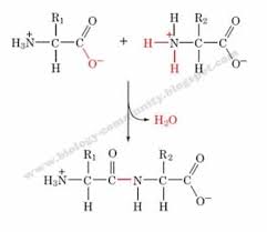 Bersama lipida dan tulang, protein membentuk rangka tubuh. Protein Pengertian Fungsi Sumber Manfaat Unsur Struktur