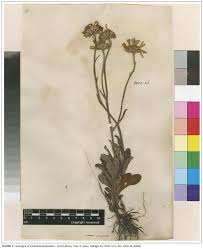 Image result for Afrosolen coeruleus