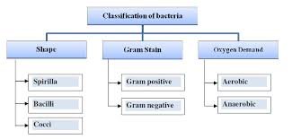 Classification Of Bacteria Download Scientific Diagram