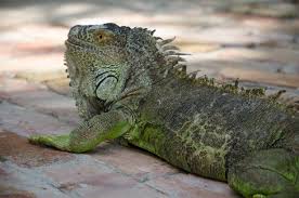 Maybe you would like to learn more about one of these? Florida S Inhumane Solution To Its Iguana Problem Is Doomed To Failure A Humane World