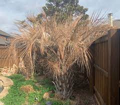 Can Palm Trees Survive Freezing Weather Texas Tree Surgeons