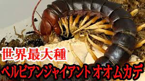 世界最大種】最大４０ｃｍのペルビアンジャイアントオオムカデの食事を見せてもらった！！！ 昆虫ハウス１０１号室 - YouTube