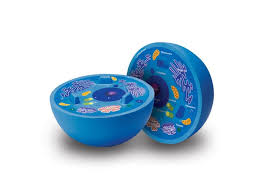 Maybe you would like to learn more about one of these? Soft Foam Cross Section Animal Cell Model