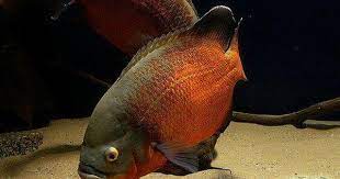 Copper Oscar I Have One Of These Beautiful Fish He Has So Much Personality Deffinitly One Of My Faves Oscar Fish Beautiful Fish Saltwater Aquarium Fish
