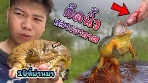 พัฒนาการของกบยักษ์แต่ละตัวในระยะเวลา1ปี จะเกิดอะไรขึ้น  (โดดงับนิ้วระหว่างถ่ายทำ) #africanbullfrogs