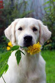 They favor environments like estuaries and saline or alkaline lakes. Photos Of Poisonous Plants And Flowers For Dogs
