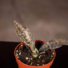 Image result for Sansevieria kirkii
