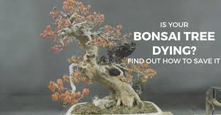 Bonsai pada dasarnya adalah sebuah teknik yang digunakan untuk membuat tanaman lebih menarik, sehingga akan membuat tanaman lebih banyak disukai oleh banyak orang. Is Your Bonsai Tree Dying The Bonsai Master