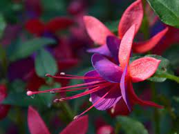 Fuchsia Pictures Flowers Leaves Identification Fuchsia X Hybrida