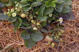 Leaf blight is one of many fungal diseases which affect strawberry plants. How To Start Strawberry Plants From Runners