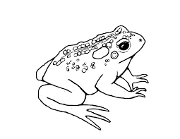 Free coloring pages of spiderman. Free Printable Toad Coloring Pages For Kids