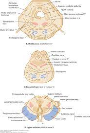 The lemniscus is near the midline in the medulla, shifts. Bookbrain Stem Nuclei Frontiers Brainstem Modulation Of Large Scale Intrinsic Cortical Activity Correlations Human Neuroscience Start By Marking Chapter 008 Organization Of Brainstem Nuclei As Want To Read Aleusa Sharman