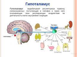 Тысячи заданий с решениями для подготовки к егэ—2021 по всем предметам. Reshu Ege Biologiya Ege 2017 Zadaniya Otvety Resheniya Obuchayushaya Sistema Dmitriya Gushina Uglublennoe Izuchenie Biologii Uchashiesya Meduchilisha Uchitel Biologii