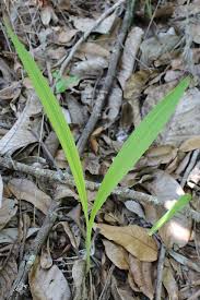 Image result for Eulophia alta