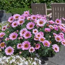 Image result for Argyranthemum
