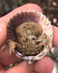 Image result for Pycreus muricatus