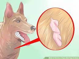 How To Remove A Dog S Skin Tags At Home Dog Skin Tumors On Dogs Skin Tag