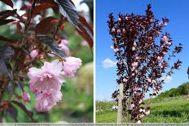 50 Baume Fur Kleine Garten Ultimative Liste Baume Garten Garten Kleine Garten