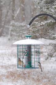Bird Feeder Protection From Squirrels Sunflower Domed Cage Feeder Sdc Feeder Droll Yankee Cage
