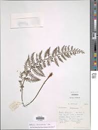 Image result for Asplenium loxoscaphoides