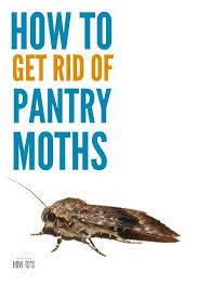 You may now be wondering are. This Is How To Get Rid Of Pantry Moths Forever Pantry Moths Eucalyptus Insect Repellent Getting Rid Of Moths