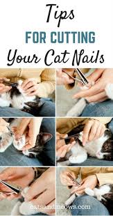 Pin On Cat Training