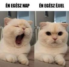 Edit Halász (haledit)