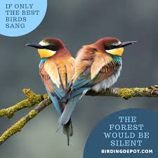 Best Bird Feeders For Small Birds Only If Only The Best Birds Sang Blue Bird Bird Quotes Bird Watchers