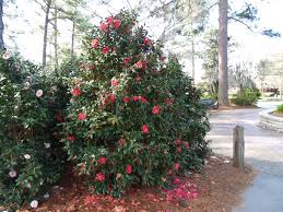 Camellia Existing Relocate To Fence Row And Do Not Prune Camellia Plant Backyard Prune