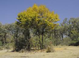 Image result for Diospyros mespiliformis