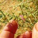 Image result for Fagonia isotricha